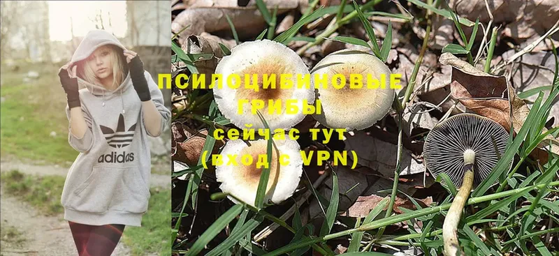 Псилоцибиновые грибы MAGIC MUSHROOMS  где купить наркоту  Жуковка 